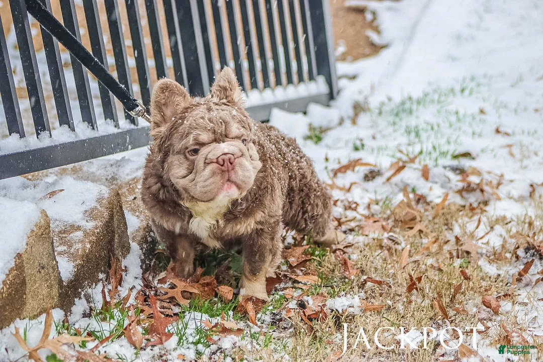 French Bulldog dogs for stud: Jackpot  - Ad 2