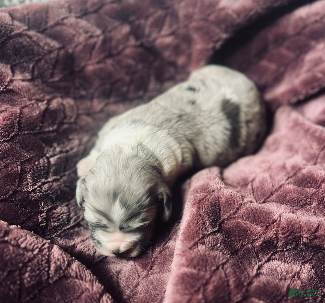 Cocker Spaniel dogs for sale: Hugo - Ad 3