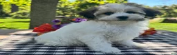 Havapoo dogs for sale: Belle - Ad 4