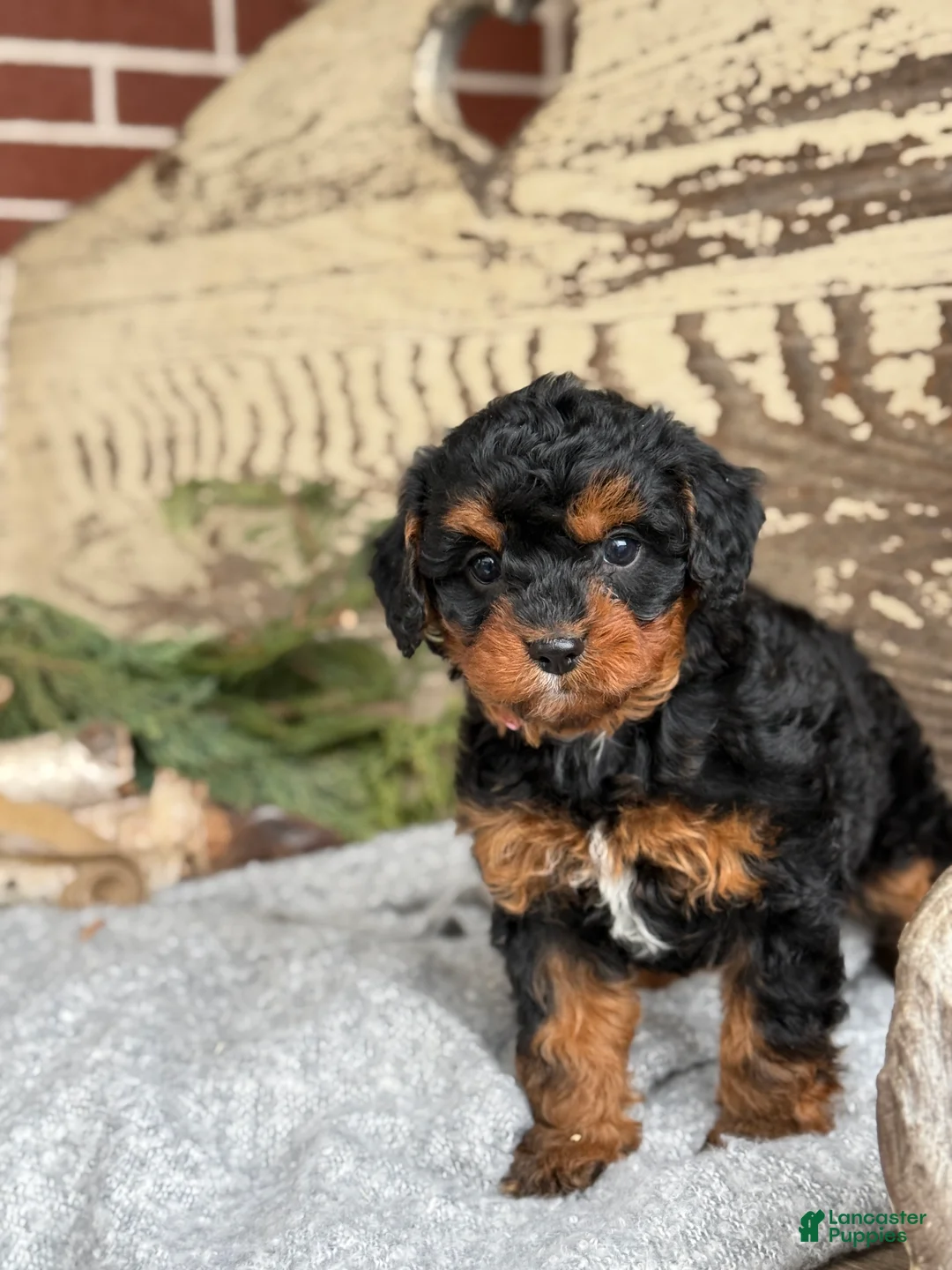 Mixed Breed dogs for sale: Barkley - Ad 11