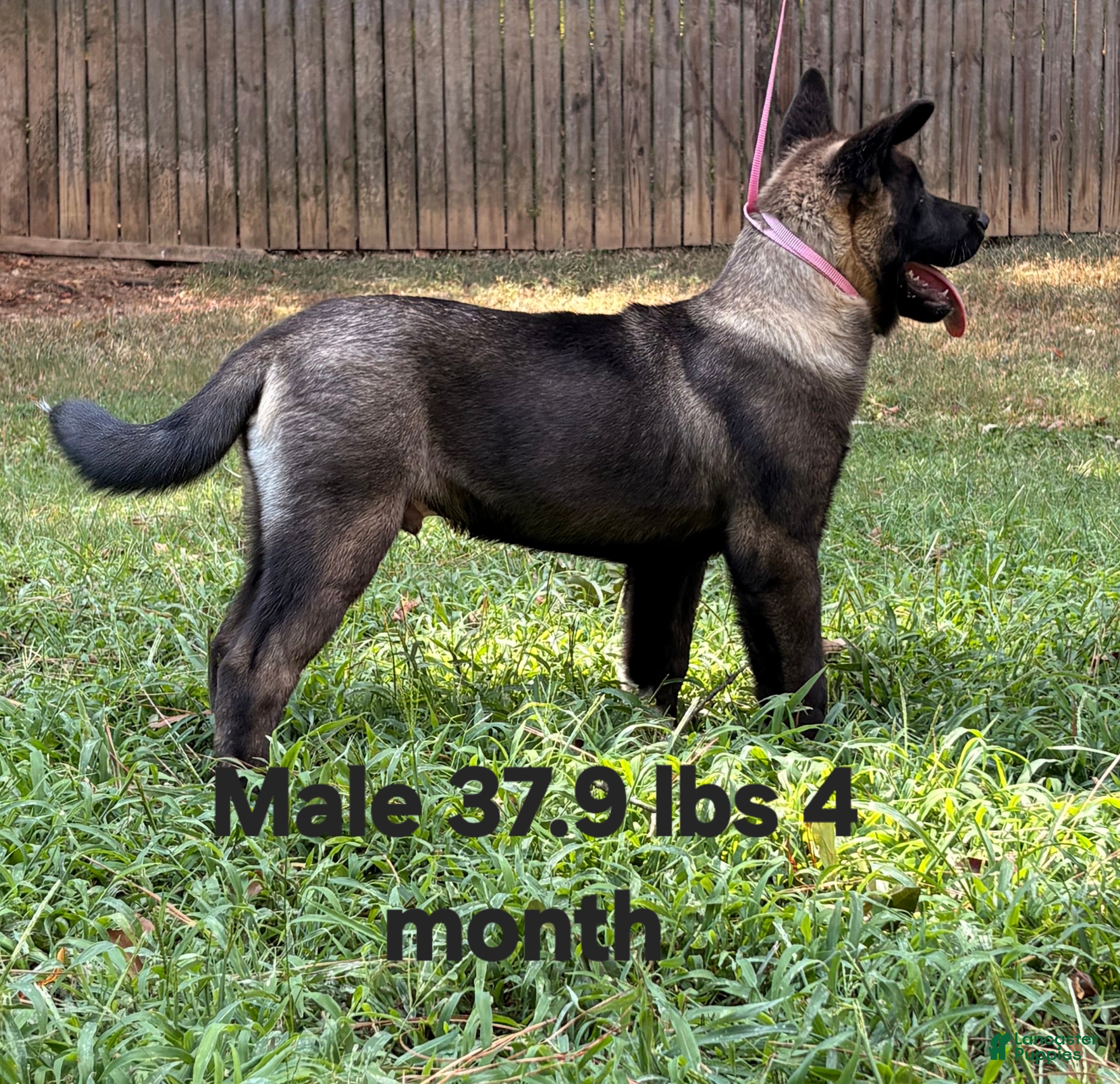 Akita dogs Akita Puppy 1 - Ad 1