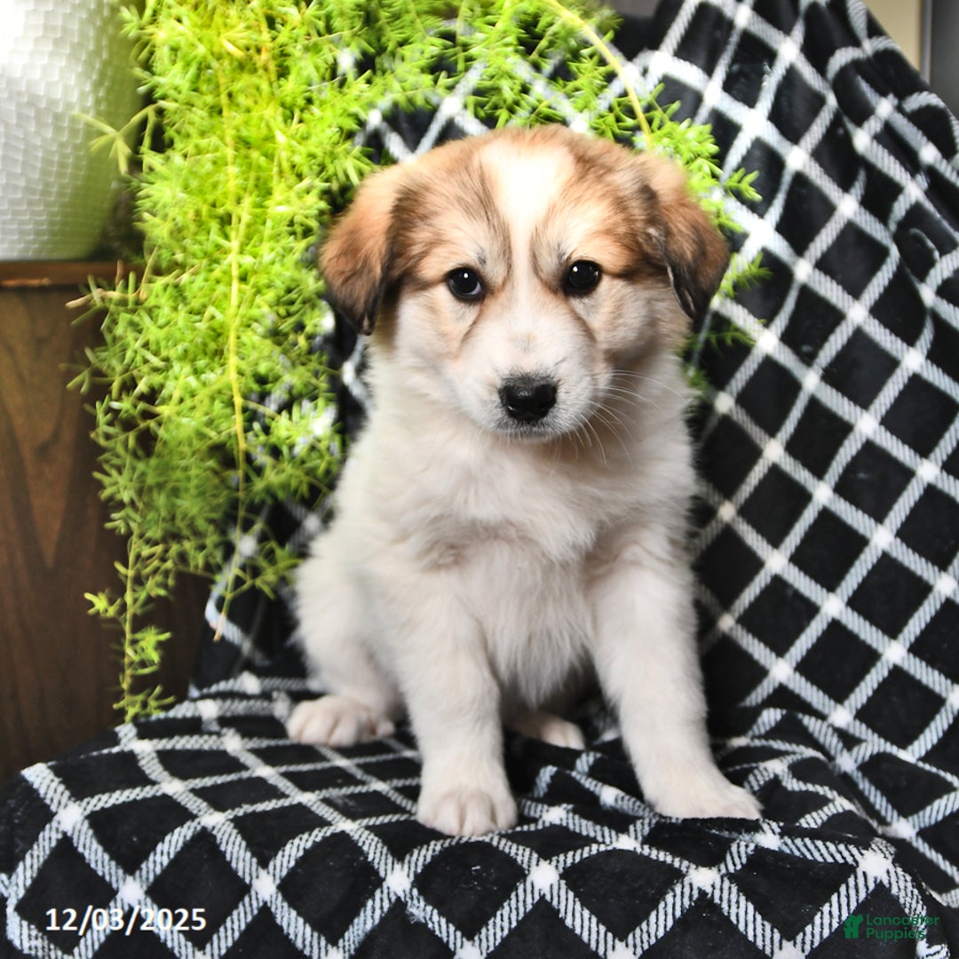 Great Pyrenees dogs for sale: Allie - Ad 3