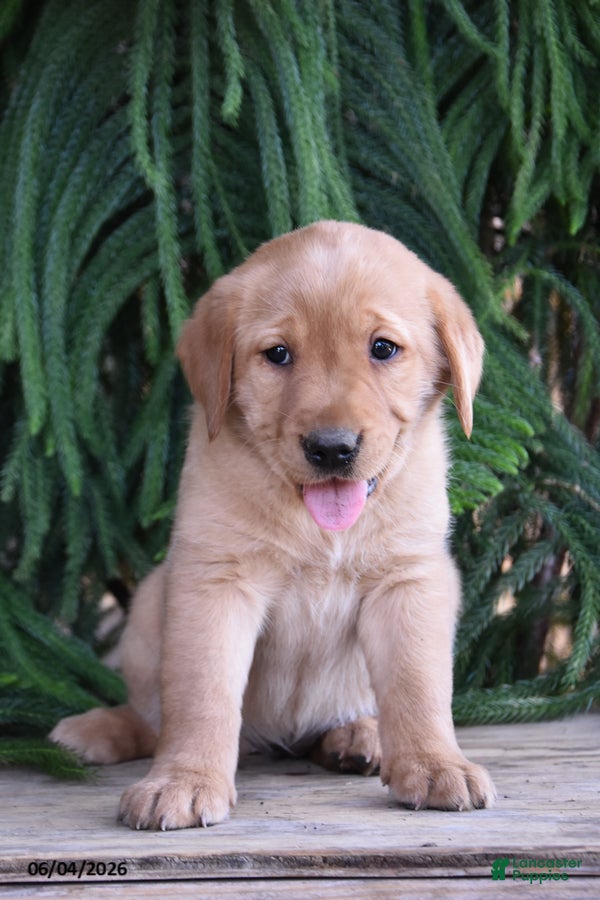 Goldador dogs Demi - Ad 2