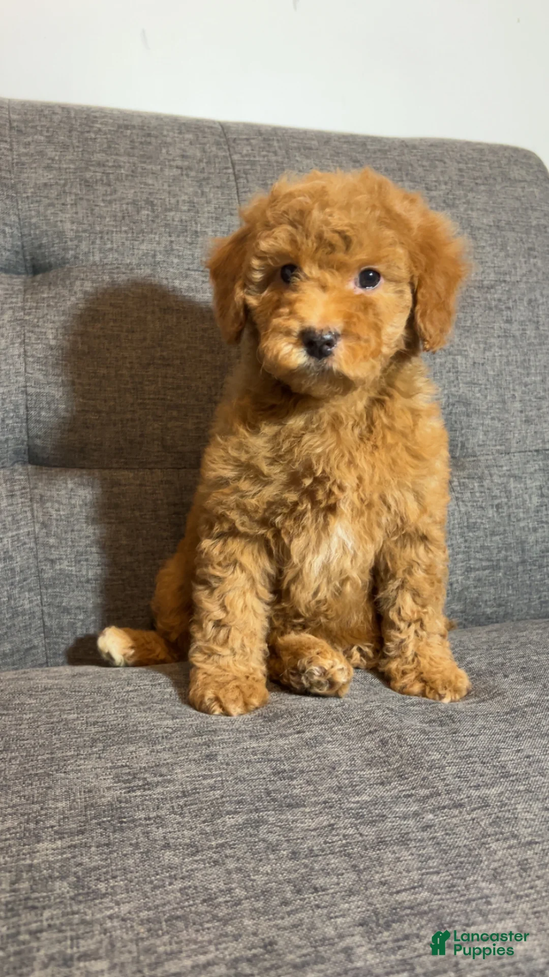 Mini Goldendoodle dogs for sale: Ms Strudel - Ad 8