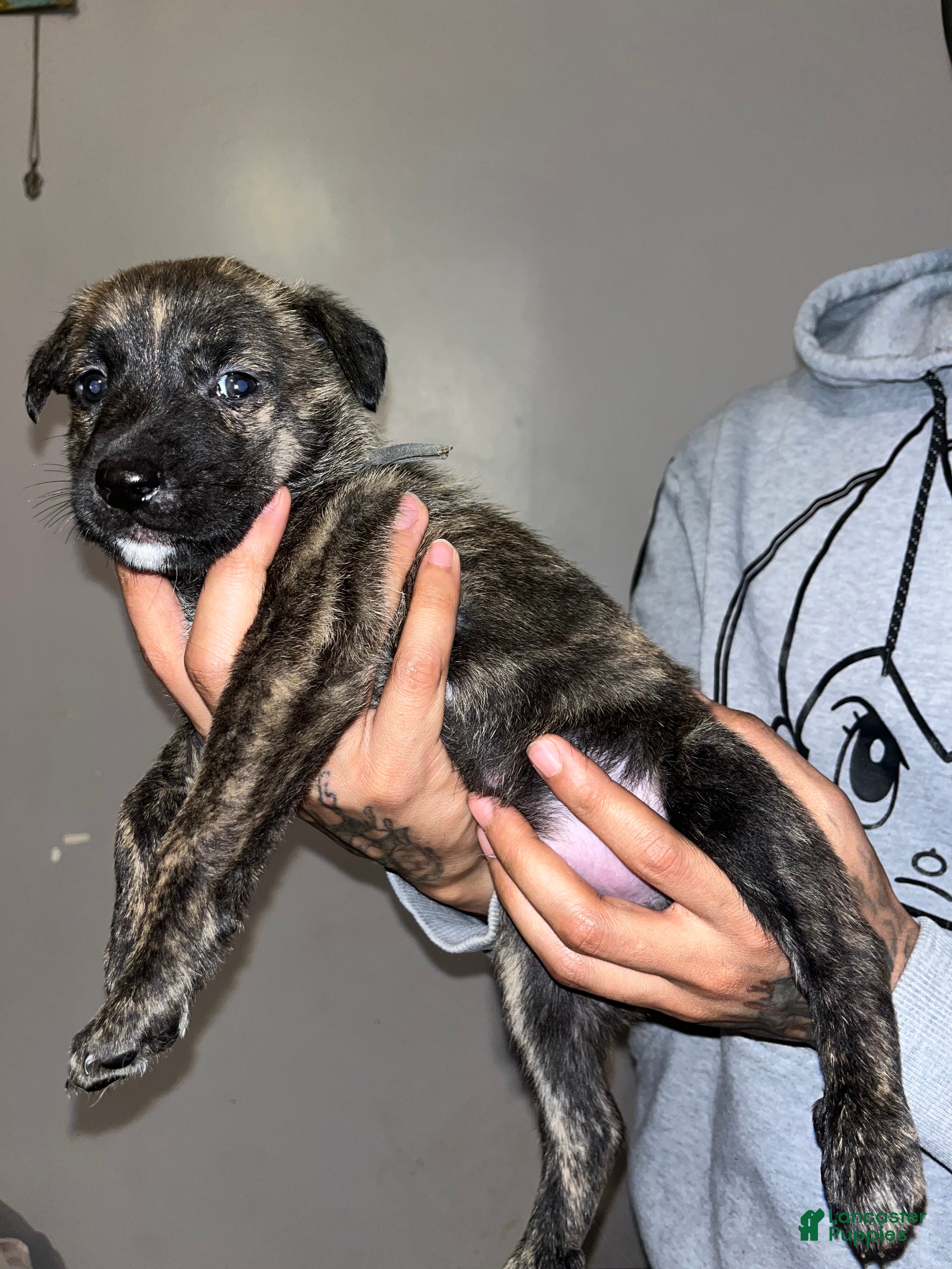 Mixed Breed dogs Grey - Ad 1