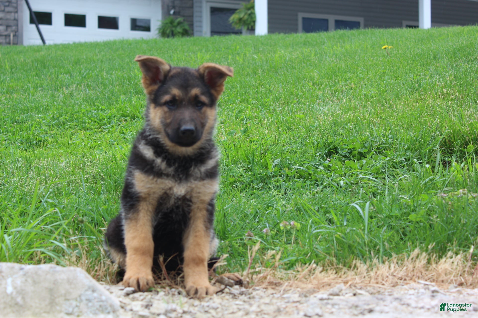 German Shepherd dogs Eve - Ad 1