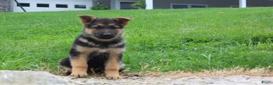Eve