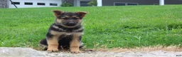 German Shepherd dogs for sale: Eve - Ad 1