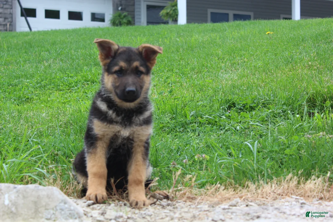 German Shepherd dogs for sale: Eve - Ad 1