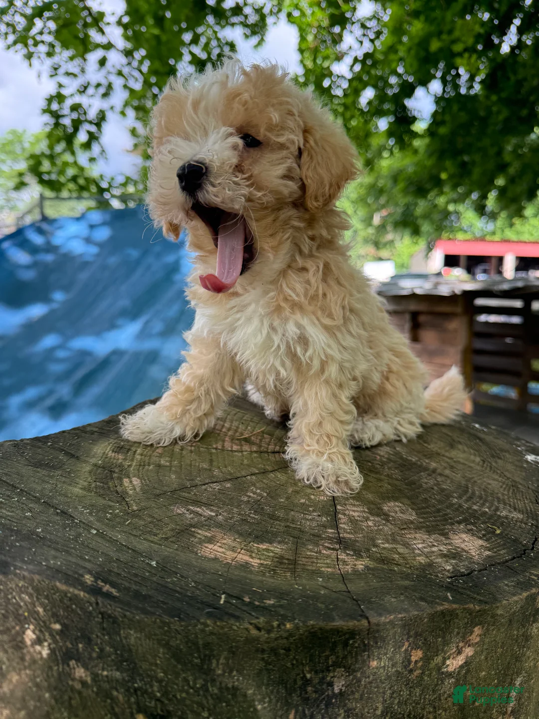 Maltipoo dogs for sale: Max - Ad 2