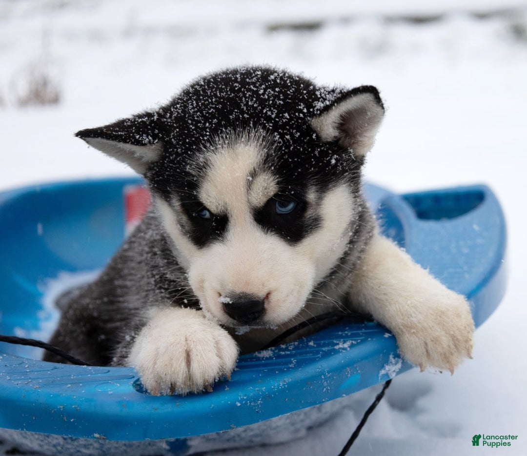 Siberian Husky dogs for sale: Nokia - Ad 7