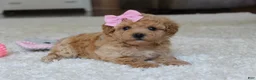 Bichpoo dogs for sale: Lexy - Ad 4
