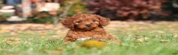 Cavapoo dogs for sale: Pearl - Ad 10