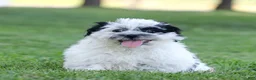 Teddy Bear dogs for sale: Oreo Teddy Bear Puppy  - Ad 4
