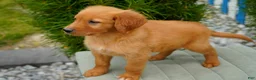 Golden Retriever dogs for sale: Somba Male - Ad 3