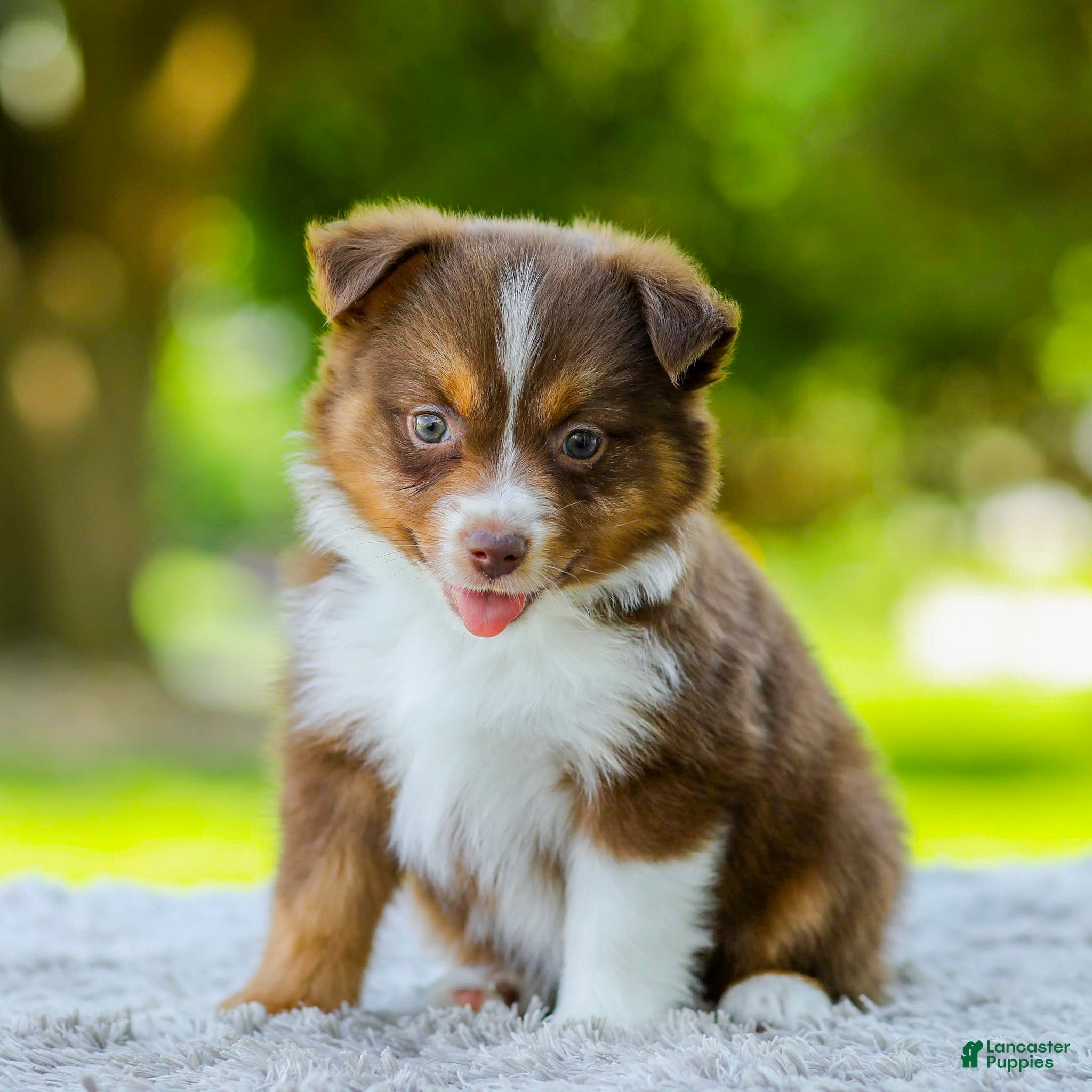 Miniature Australian Shepherd dogs Lola - Ad 1