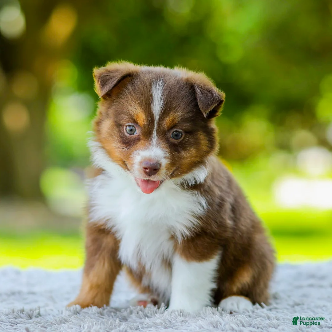 Miniature Australian Shepherd dogs for sale: Lola - Ad 1