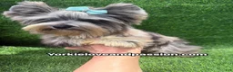 Yorkshire Terrier dogs for sale: Merle male one blue eye  - Ad 8