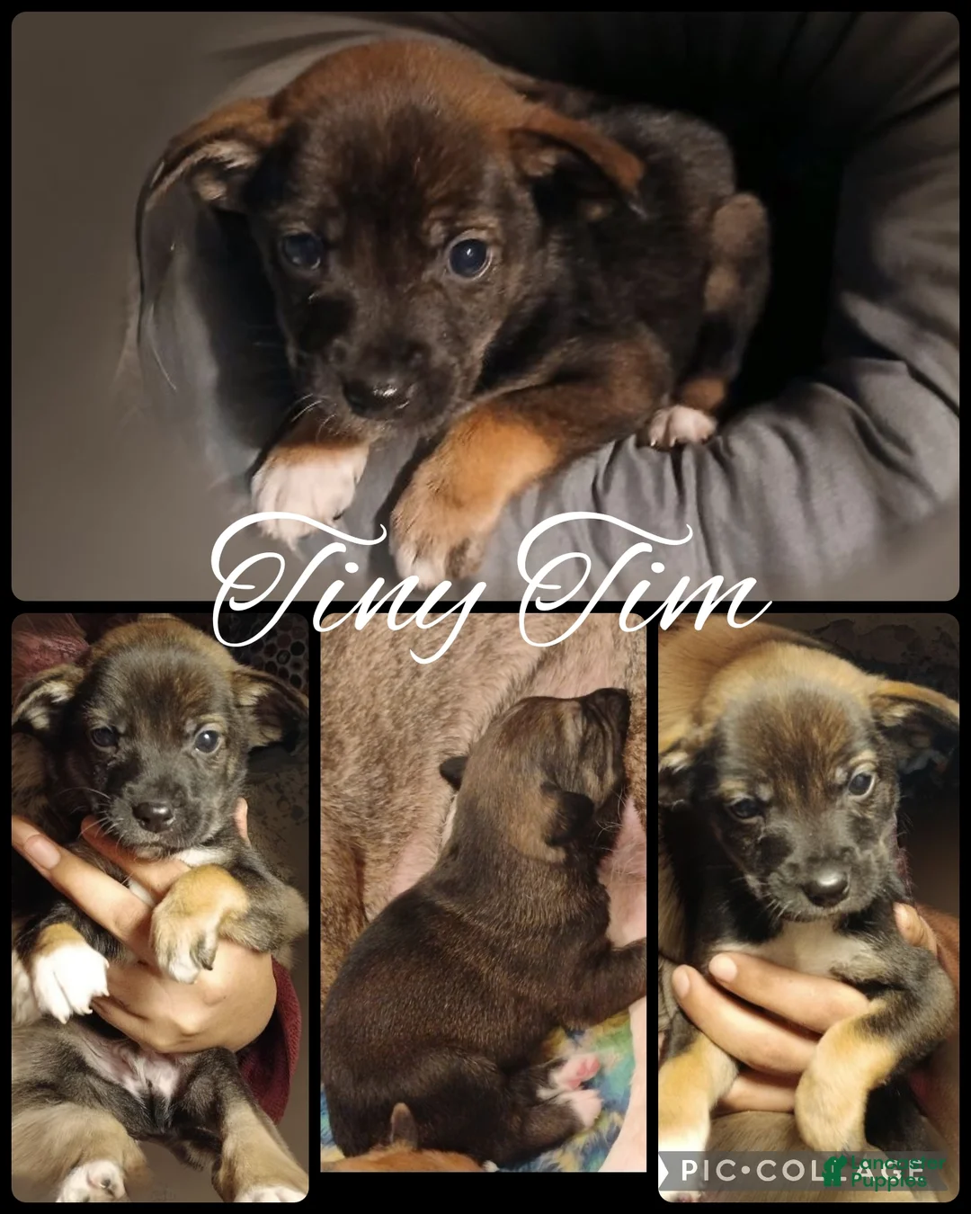 Mixed Breed dogs for sale: Retriever shepherd Puppy #1 - Ad 2