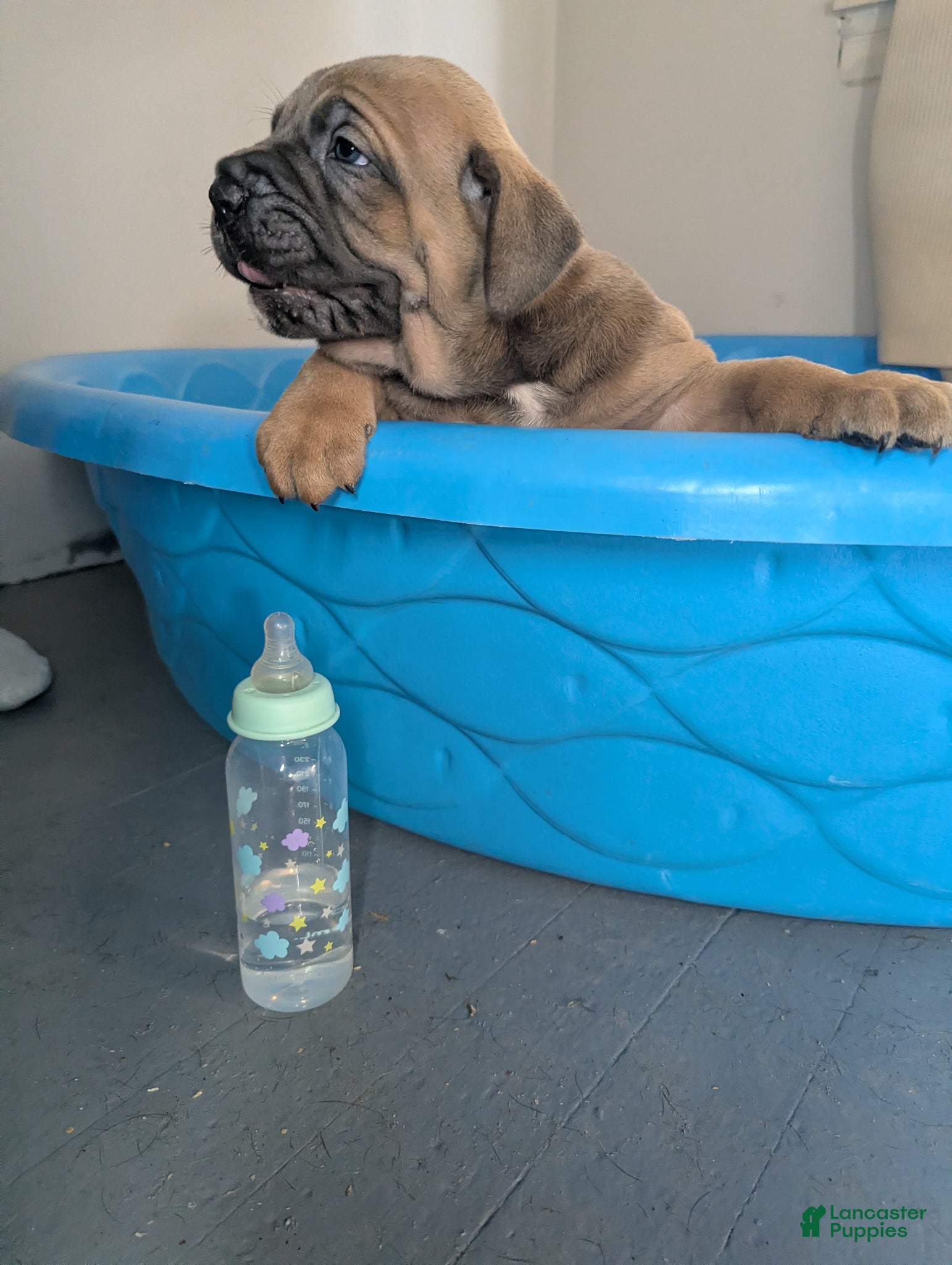 Cane Corso dogs for sale: Pluto  - Ad 12