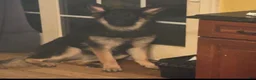 German Shepherd dogs for sale: Lila - Ad 8