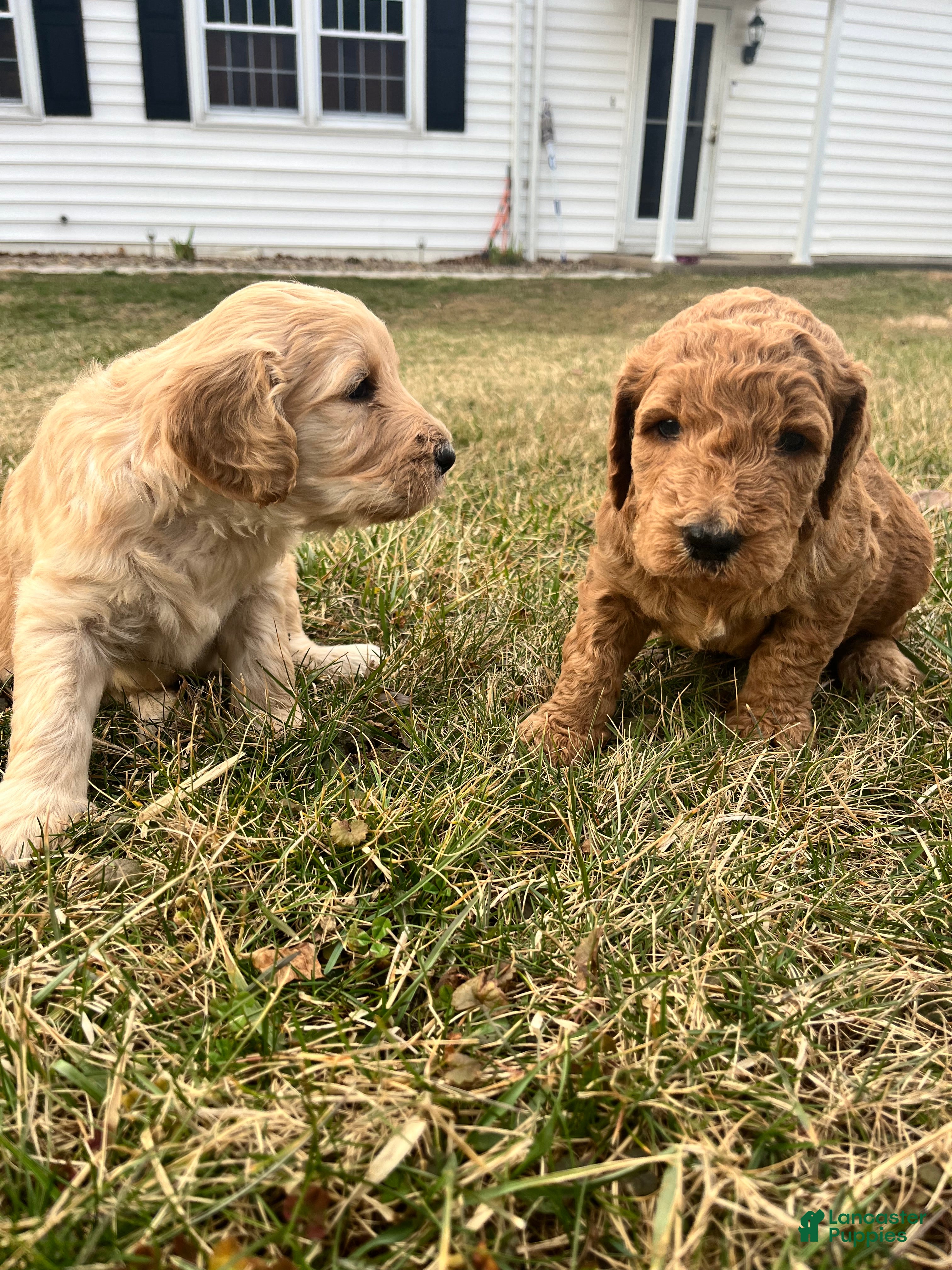 Goldendoodle dogs Goldendoodle Puppy 3 - Ad 1