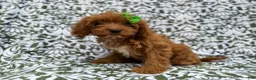 Cavapoo dogs for sale: Dolly - Ad 3
