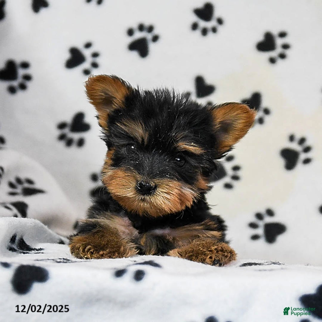 Yorkshire Terrier dogs for sale: Quinn - Ad 2