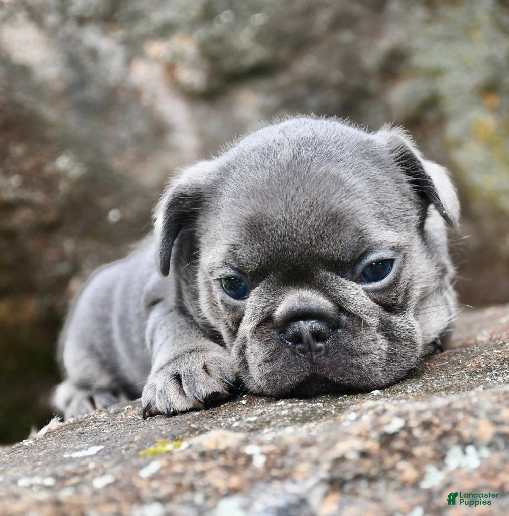 French Bulldog dogs for sale: French Bulldog 2 - Ad 3