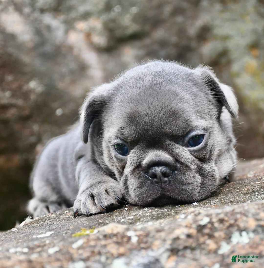 French Bulldog dogs for sale: French Bulldog 2 - Ad 1