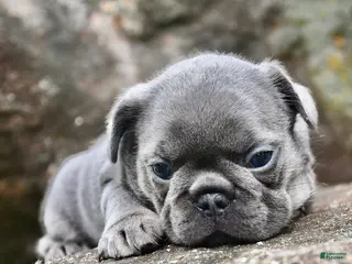 French Bulldog dogs for sale: French Bulldog 2 - Ad 3