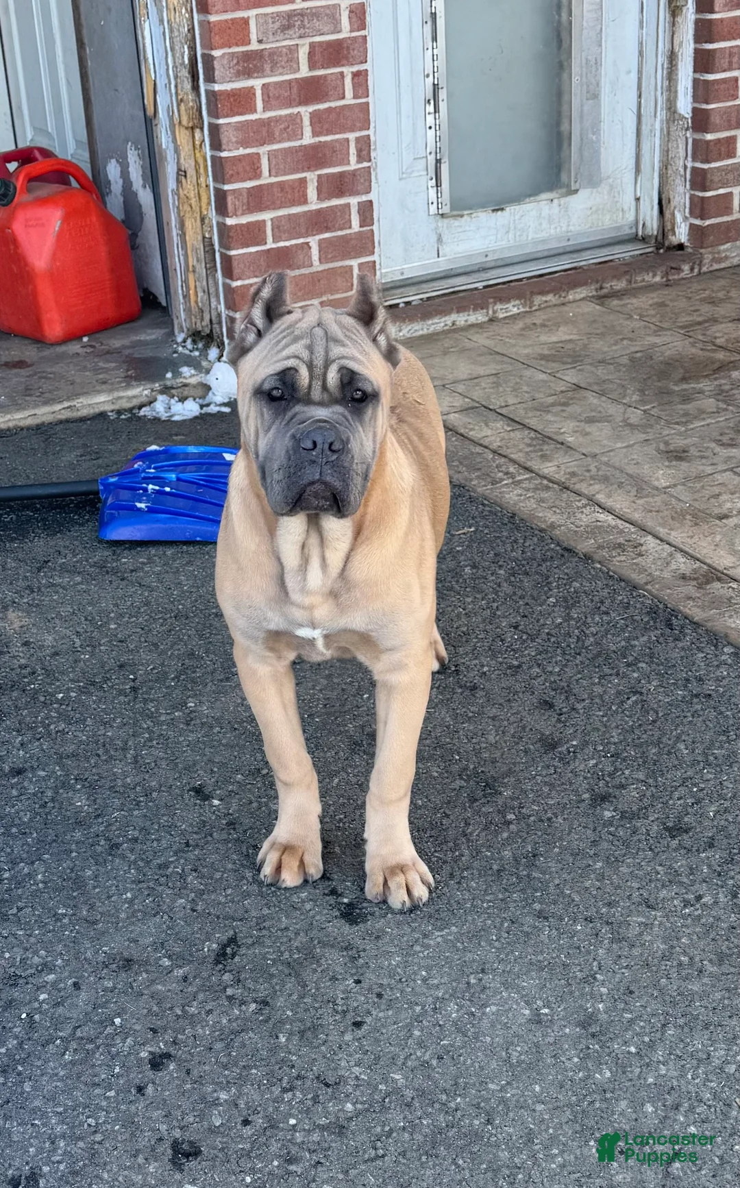 Cane Corso dogs for sale: Cane Corso Puppy 2 - Ad 4