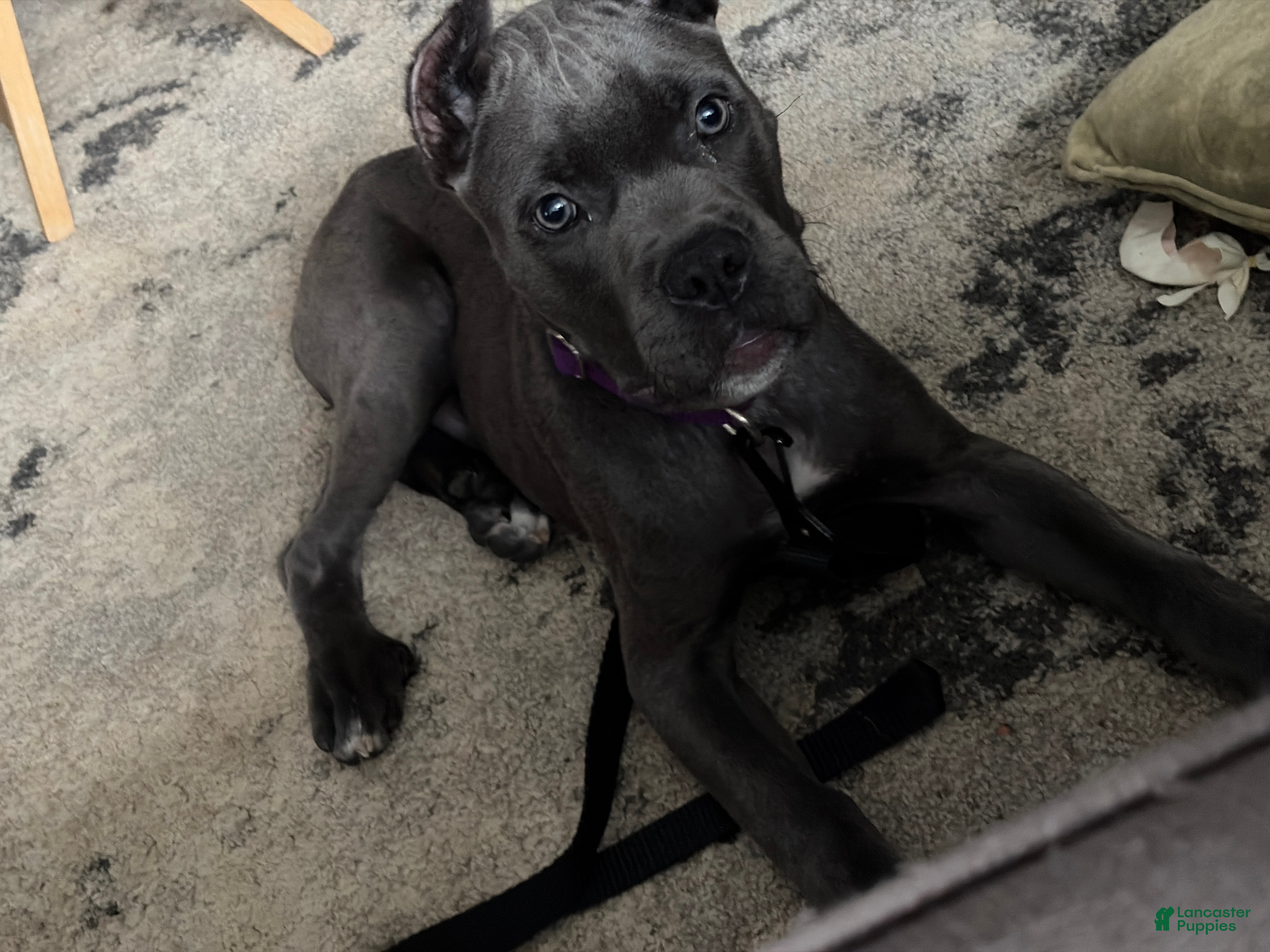 Cane Corso dogs Cane Corso Puppy 1 - Ad 2