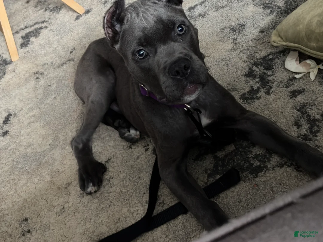Cane Corso dogs for sale: Cane Corso Puppy 1 - Ad 1