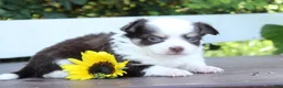 Chihuahua dogs for sale: Amos - Ad 3