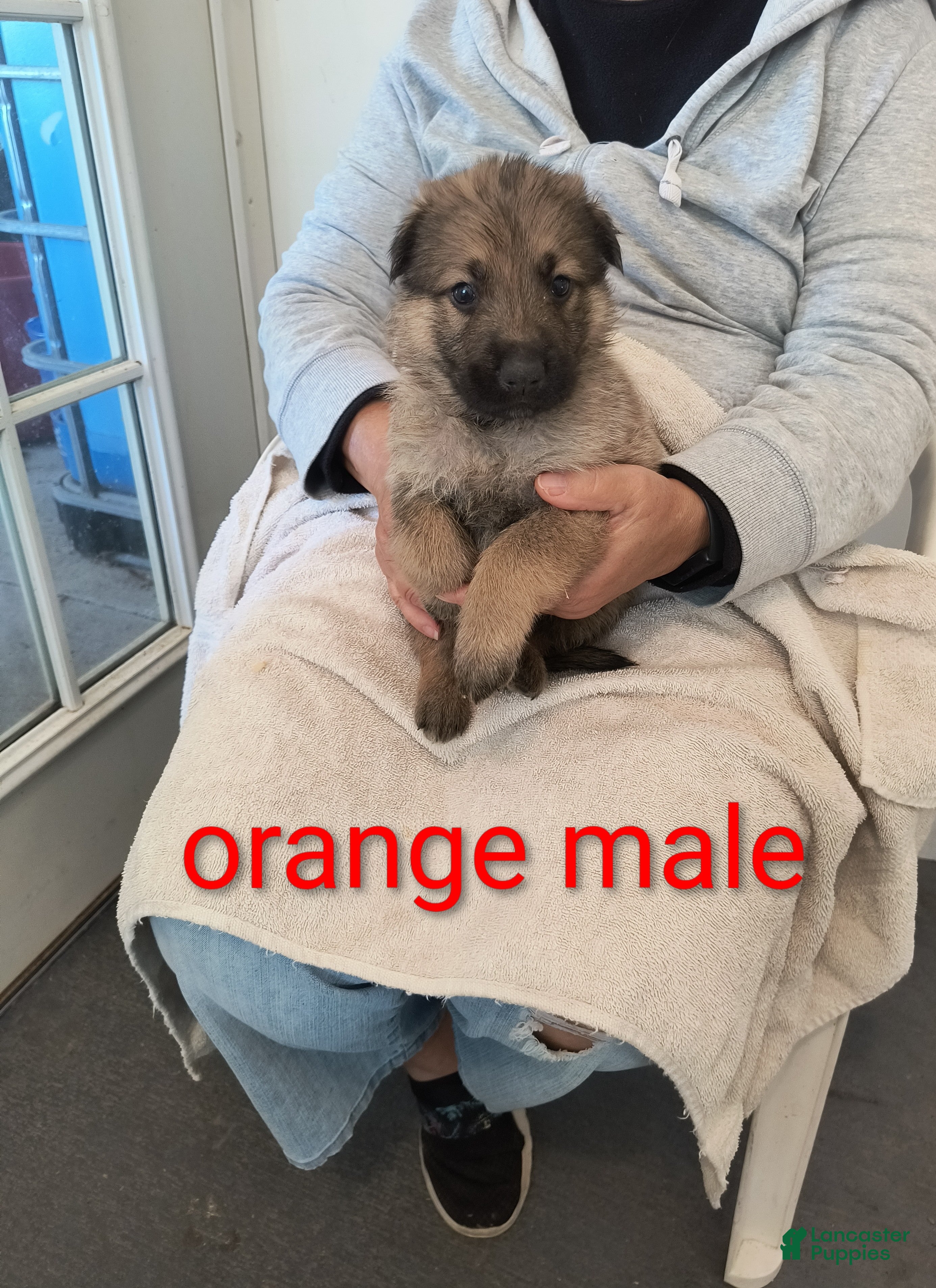 German Shepherd dogs Orange collar male  - Ad 10