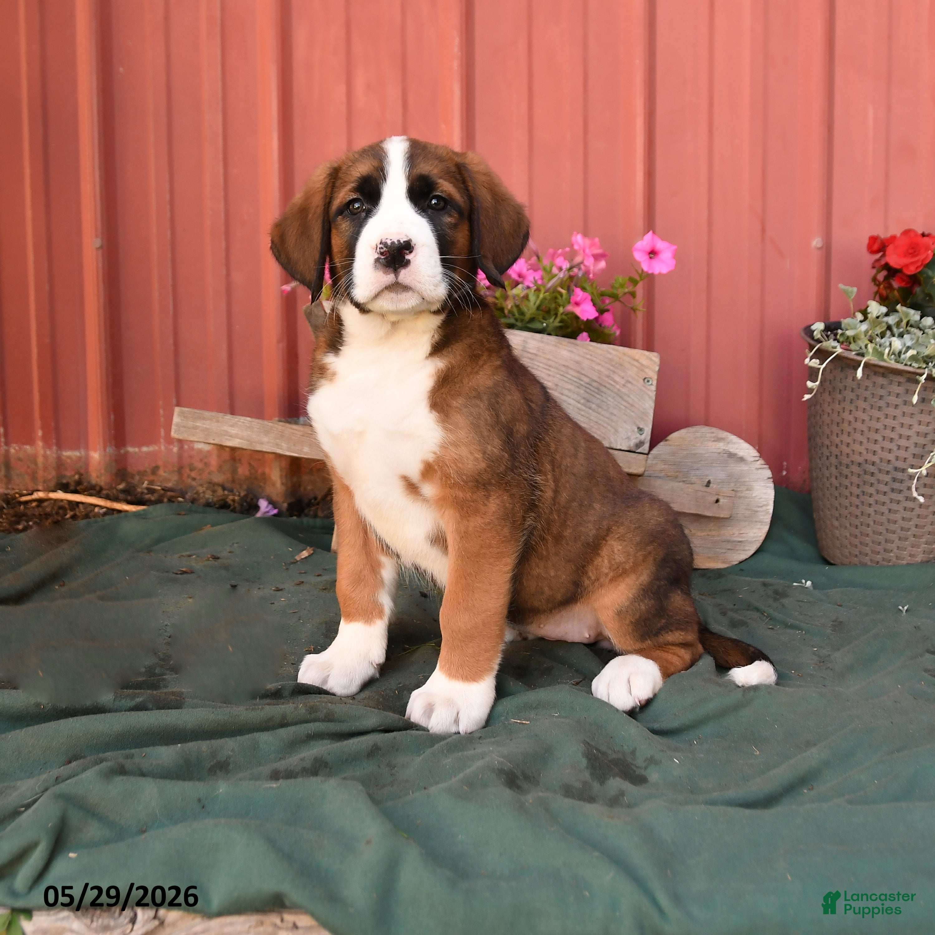 Mixed Breed dogs Kyla - Ad 1