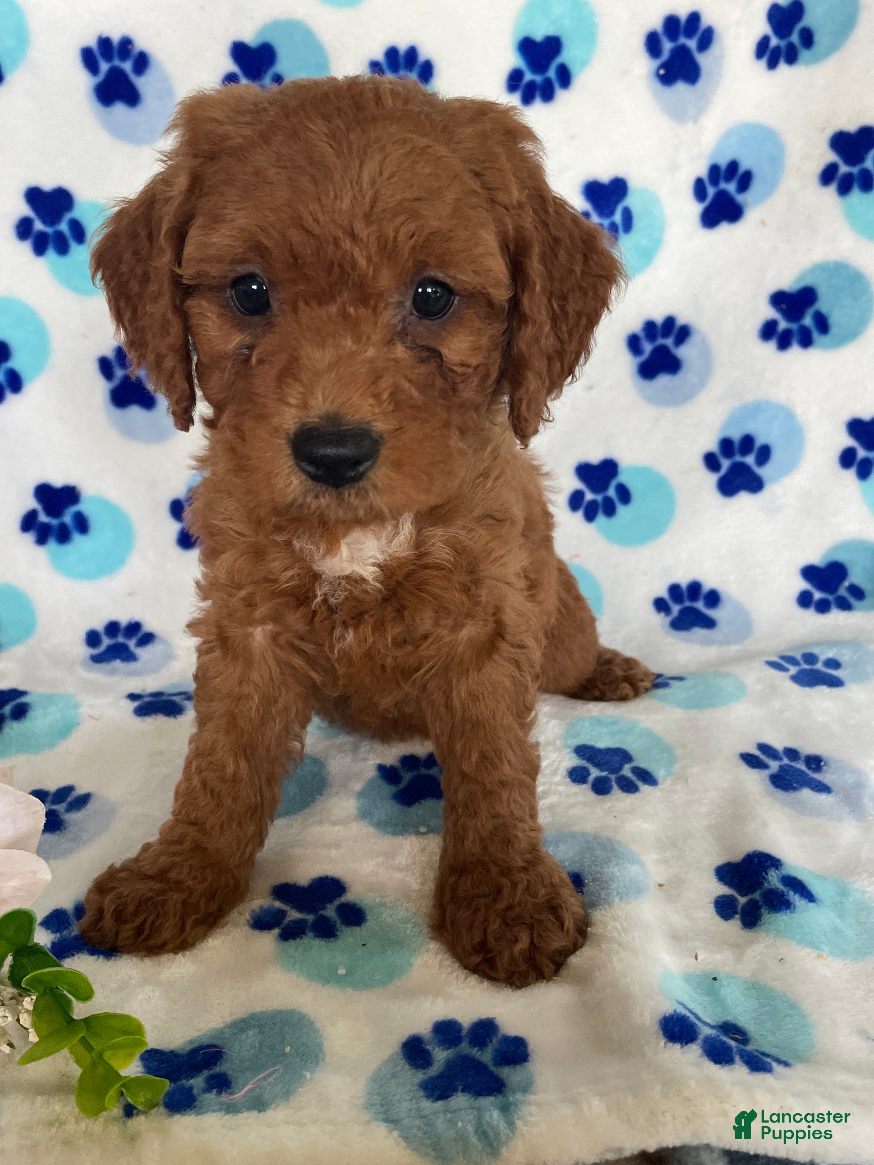 Mini Goldendoodle dogs Teddy - Ad 5