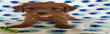 Teddy