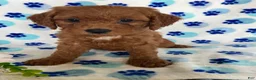 Mini Goldendoodle dogs for sale: Teddy - Ad 1