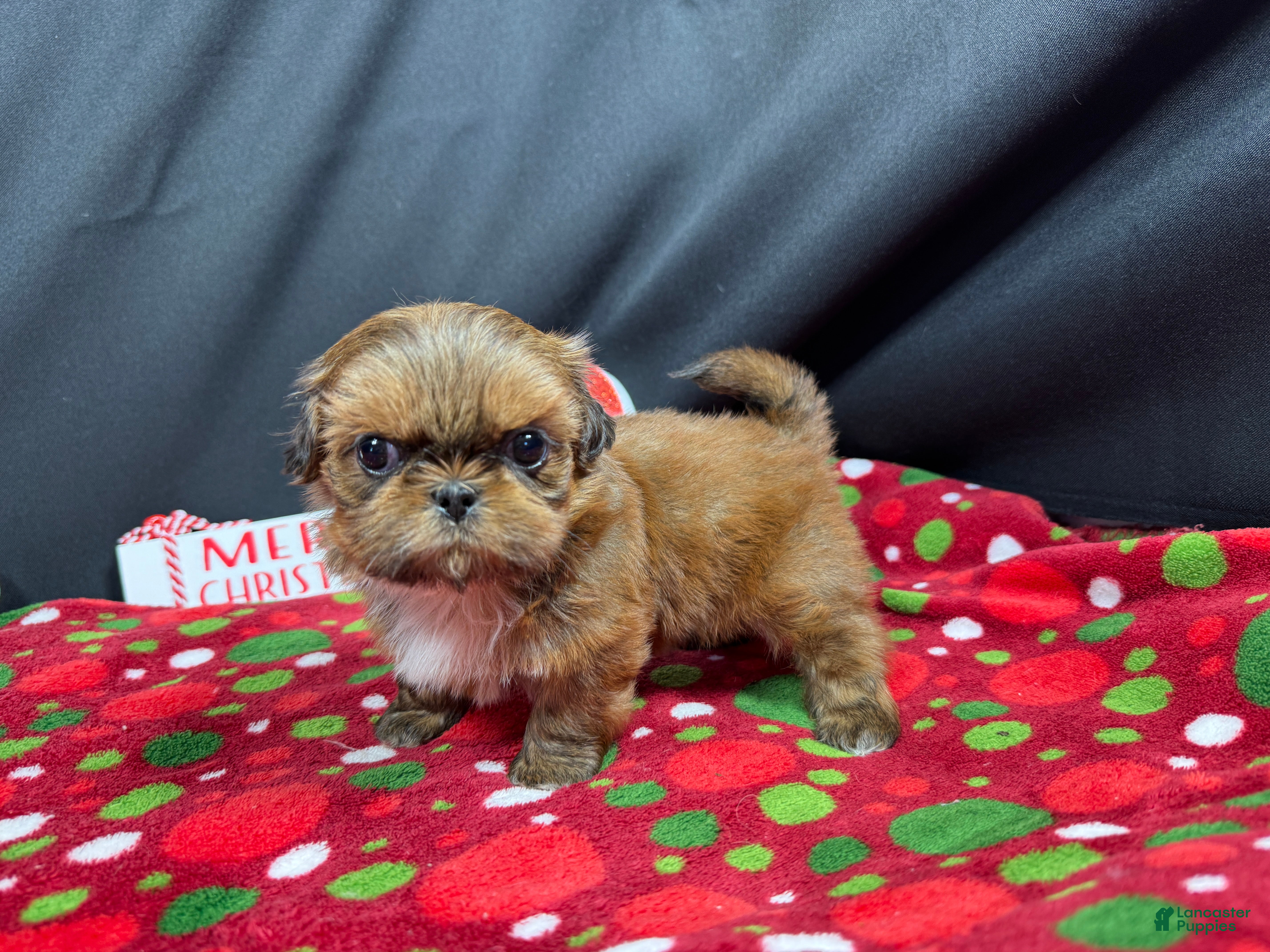 Shih Tzu dogs Shih Tzu Puppy 2 - Ad 8