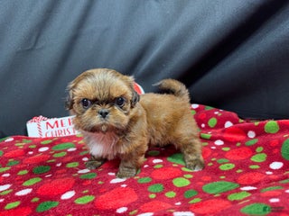 Shih Tzu dogs Shih Tzu Puppy 2 - Ad 8
