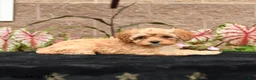 Cavapoo dogs for sale: Valentino - Ad 3
