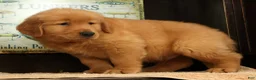 Golden Retriever dogs for sale: Dane - Ad 4