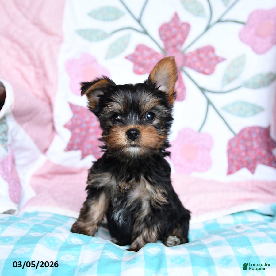 Yorkshire Terrier dogs Cocoa - Ad 2