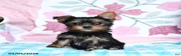 Yorkshire Terrier dogs for sale: Cocoa - Ad 2