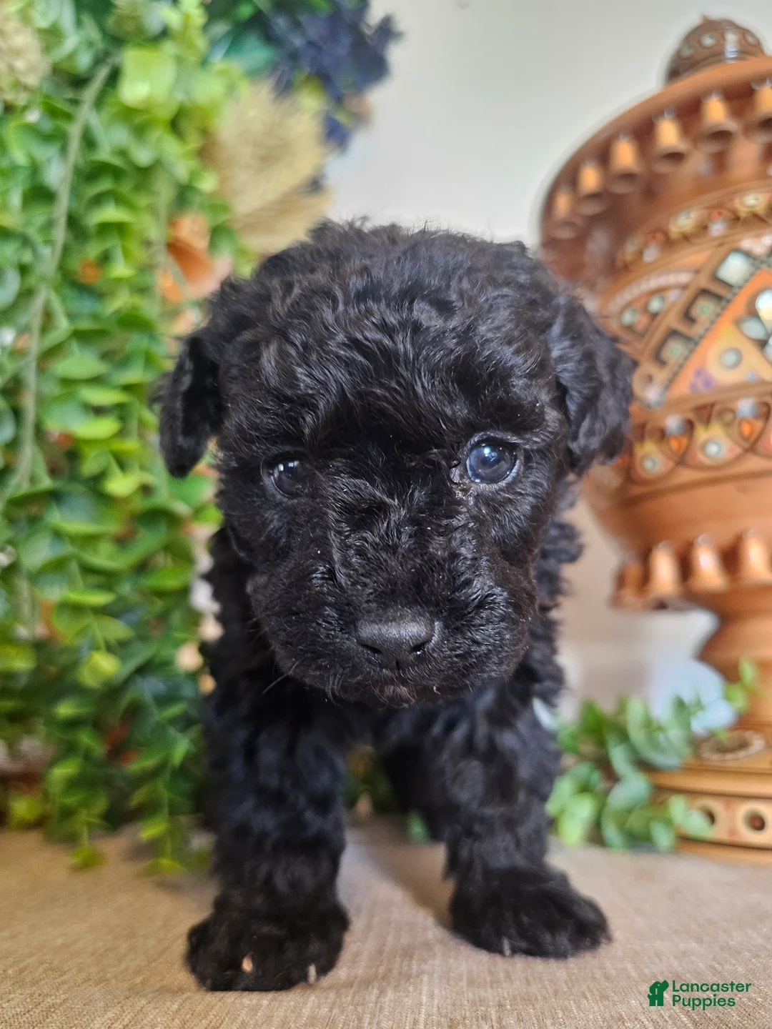 Mini Goldendoodle dogs for sale: Rosie - Ad 4