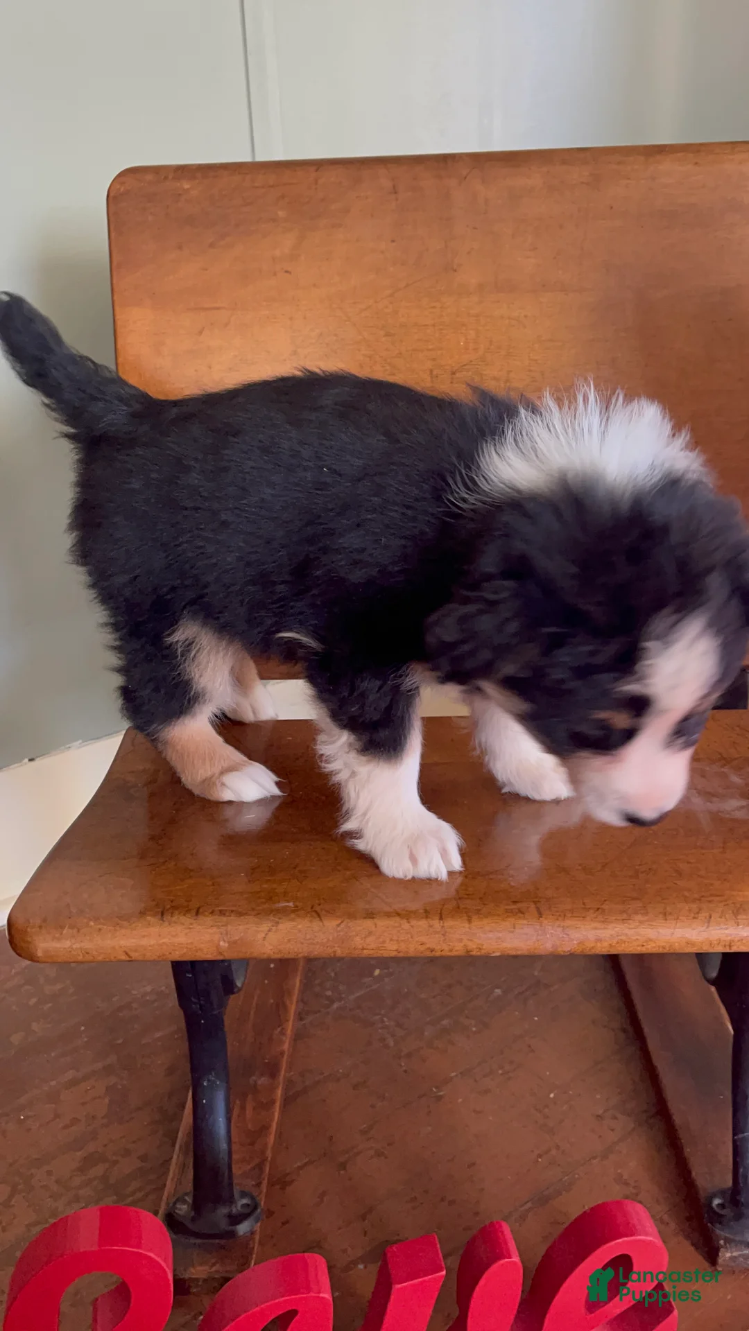 Australian Shepherd dogs for sale: Archer - Ad 18