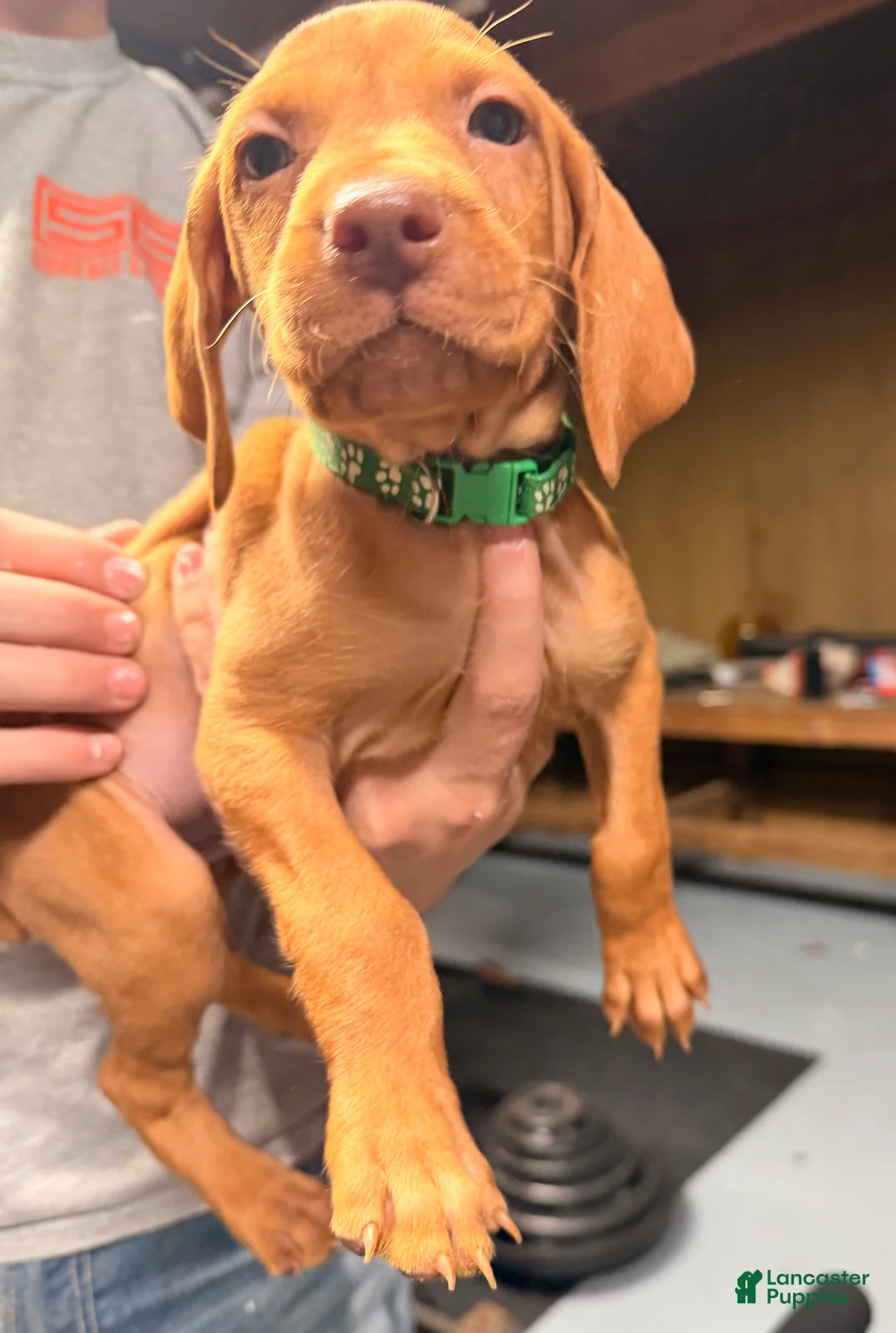 Vizsla dogs for sale: Green Male - Ad 3