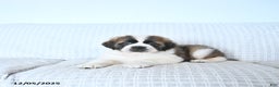 Saint Bernard dogs for sale: Jingle  - Ad 4